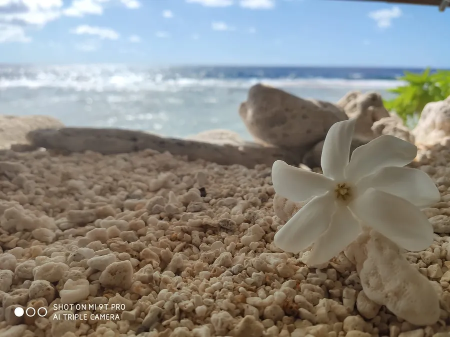 Fleur de tiaré sur le corail