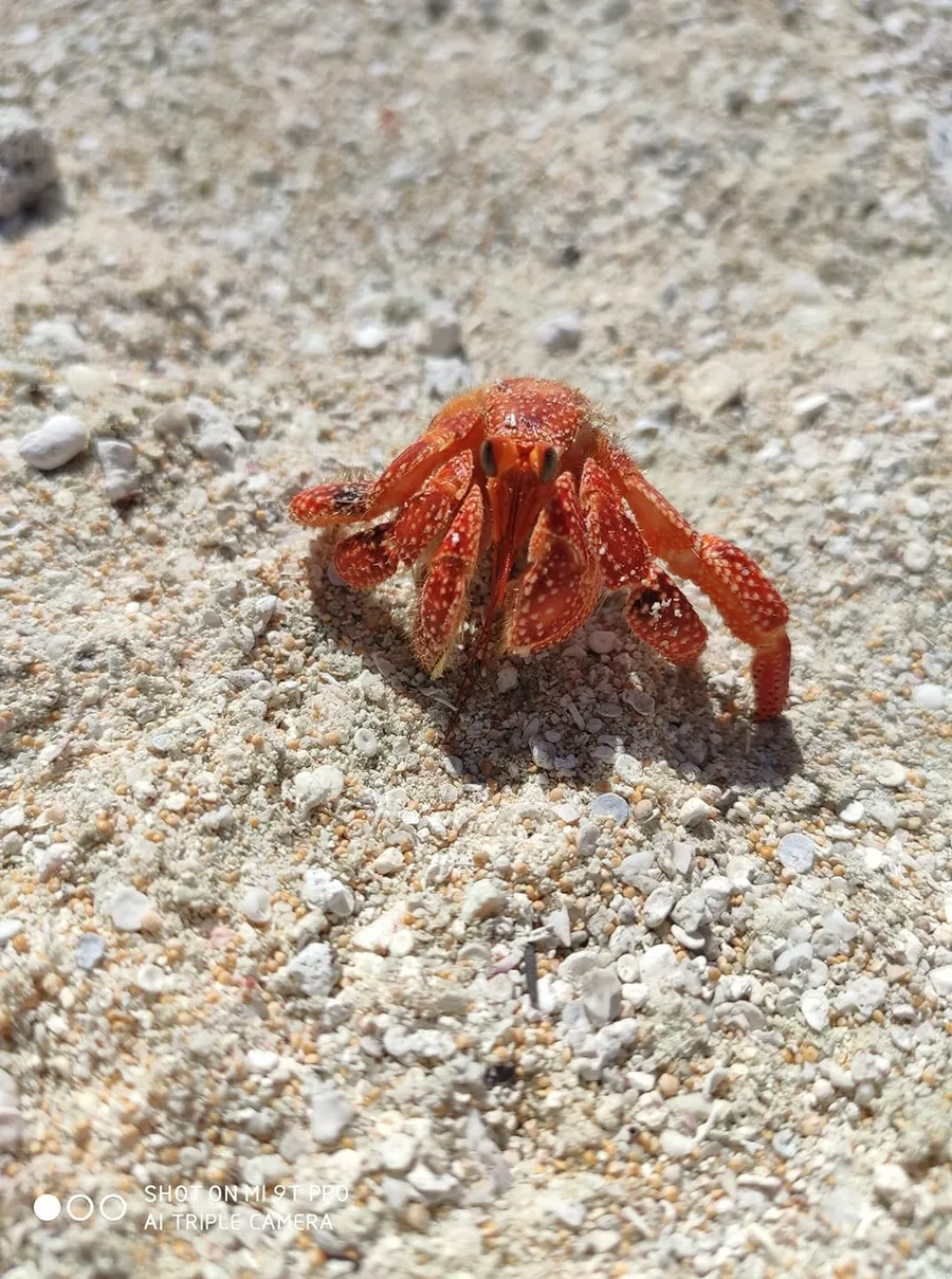 Les habitants du corail