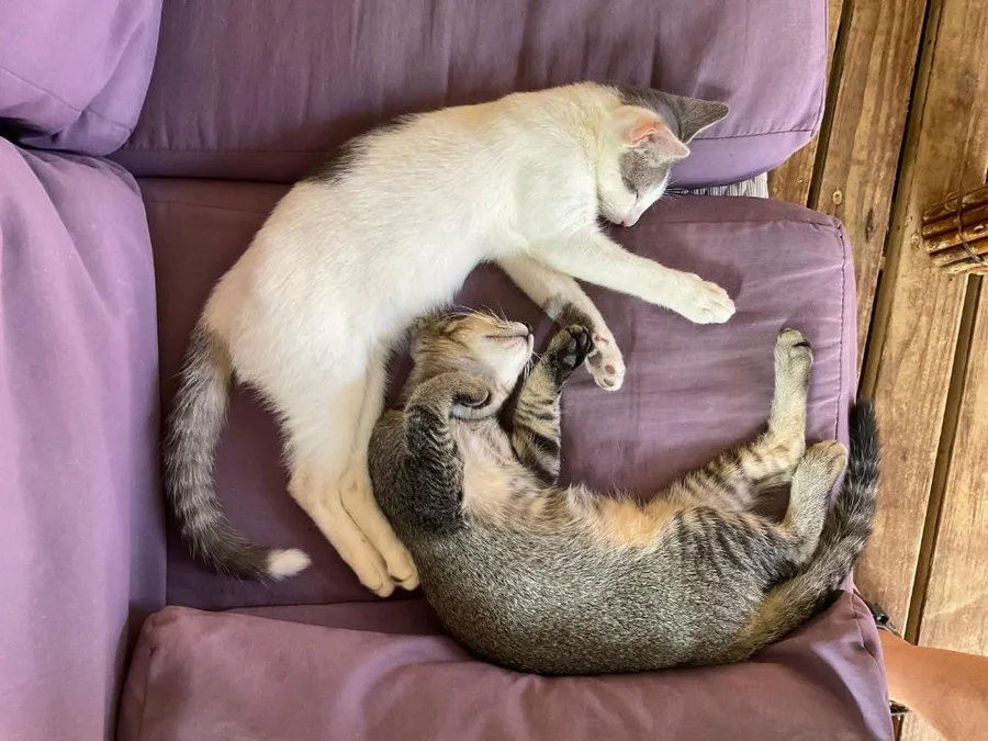 Les chats de la maison