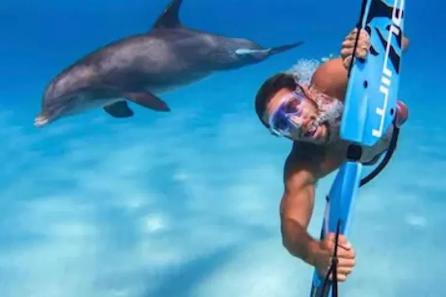 Les dauphins